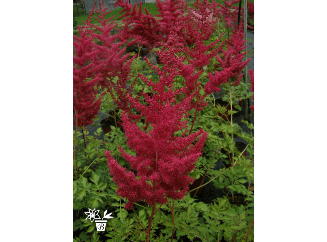 Astilbe   'Red Quin'